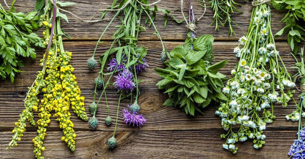hierbas esotéricas en la medicina herbal